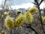 springtime
